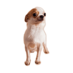 Jessy
