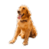 Jaky