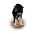 Sizer